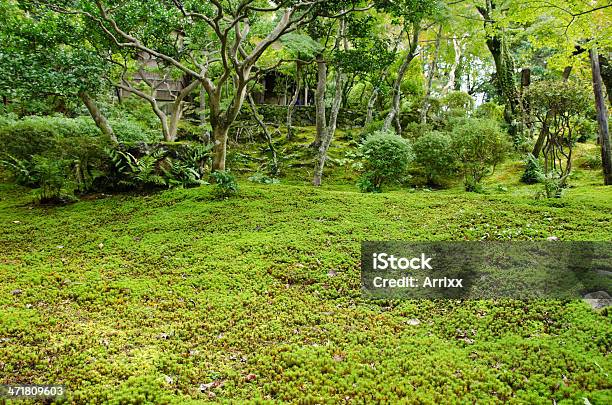 Photo libre de droit de Moss Dans Un Jardin Japonais banque d'images et plus d'images libres de droit de Automne - Automne, De petite taille, Forêt