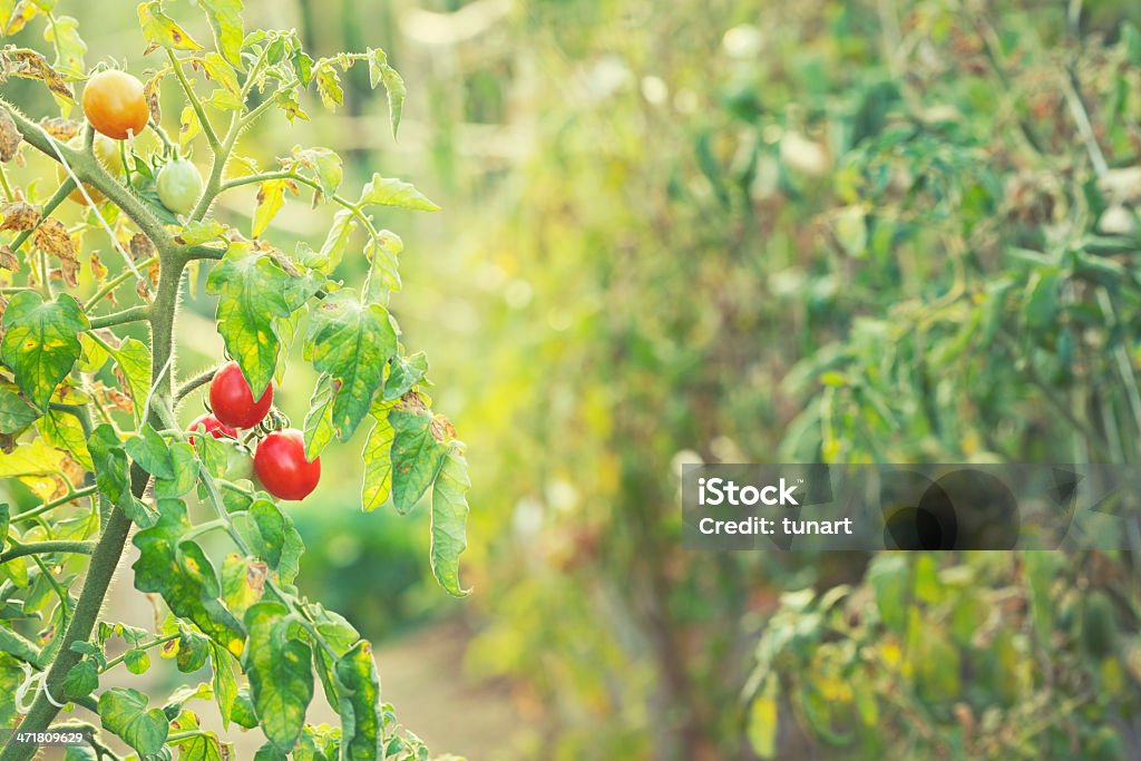 Cuisine de tomates dans le jardin - Photo de Agriculture libre de droits