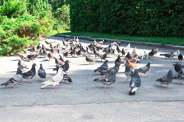 istock Doves on the street 471809691