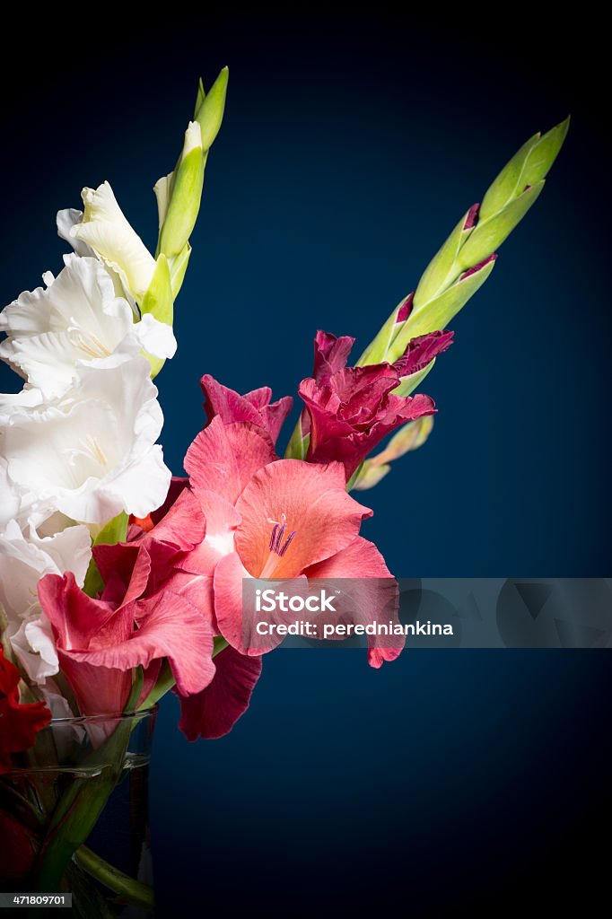 Fleurs gladioli - Photo de Arbre en fleurs libre de droits