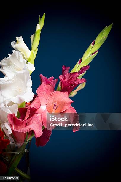 Photo libre de droit de Fleurs Gladioli banque d'images et plus d'images libres de droit de Arbre en fleurs - Arbre en fleurs, Beauté, Bouquet de fleurs