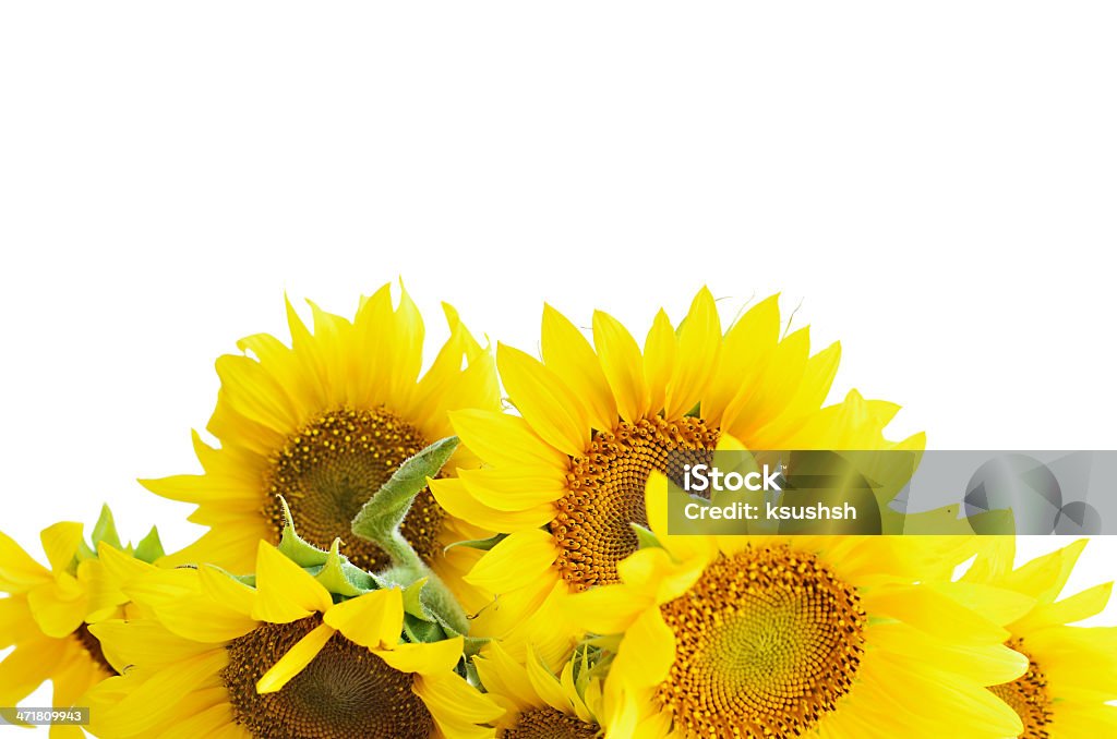 Sunflowers em branco - Royalty-free Canto Foto de stock