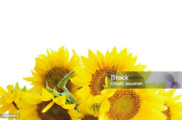 Sunflowers Em Branco - Fotografias de stock e mais imagens de Canto - Canto, Girassol, Agricultura