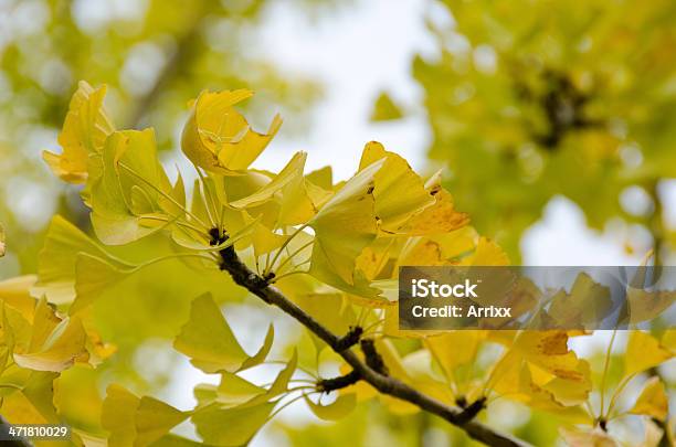 Gingo Folhas - Fotografias de stock e mais imagens de Amarelo - Amarelo, Ao Ar Livre, Azul