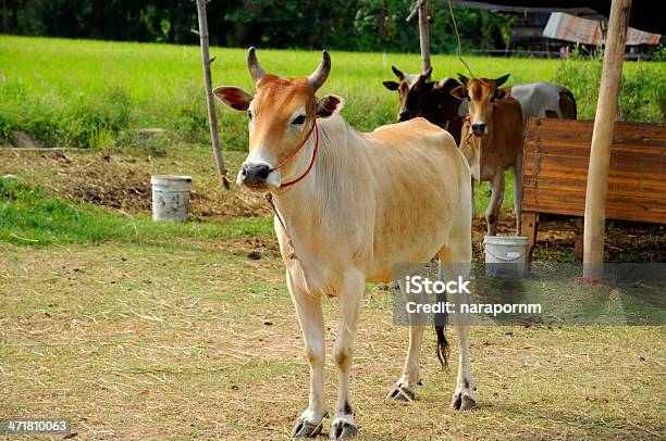 Foto de Gado De Corte e mais fotos de stock de Grande - Grande, Agricultura, Animal