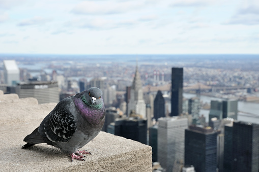 On the top of the Empire State Building, a pigeon contemplate NYC.