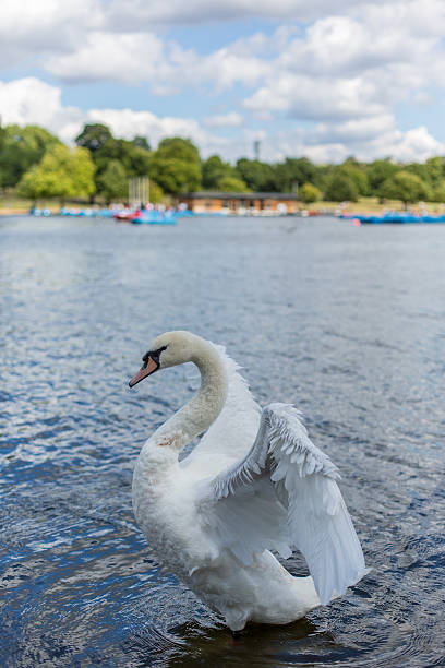 istock Swan with Open Wings in Hyde Park, London 471810711