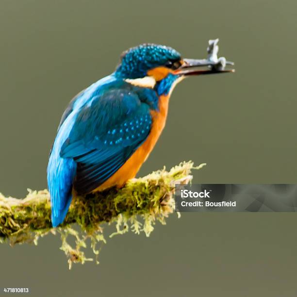 Kingfisher Stockfoto und mehr Bilder von Ast - Pflanzenbestandteil - Ast - Pflanzenbestandteil, Bunt - Farbton, Eisvogel