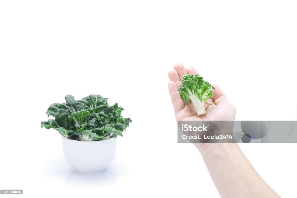 Handverlesene Gemüse - Lizenzfrei Agrarbetrieb Stock-Foto