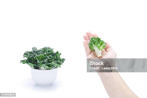 Handverlesene Gemüse Stockfoto und mehr Bilder von Agrarbetrieb - Agrarbetrieb, Blatt - Pflanzenbestandteile, Botanik