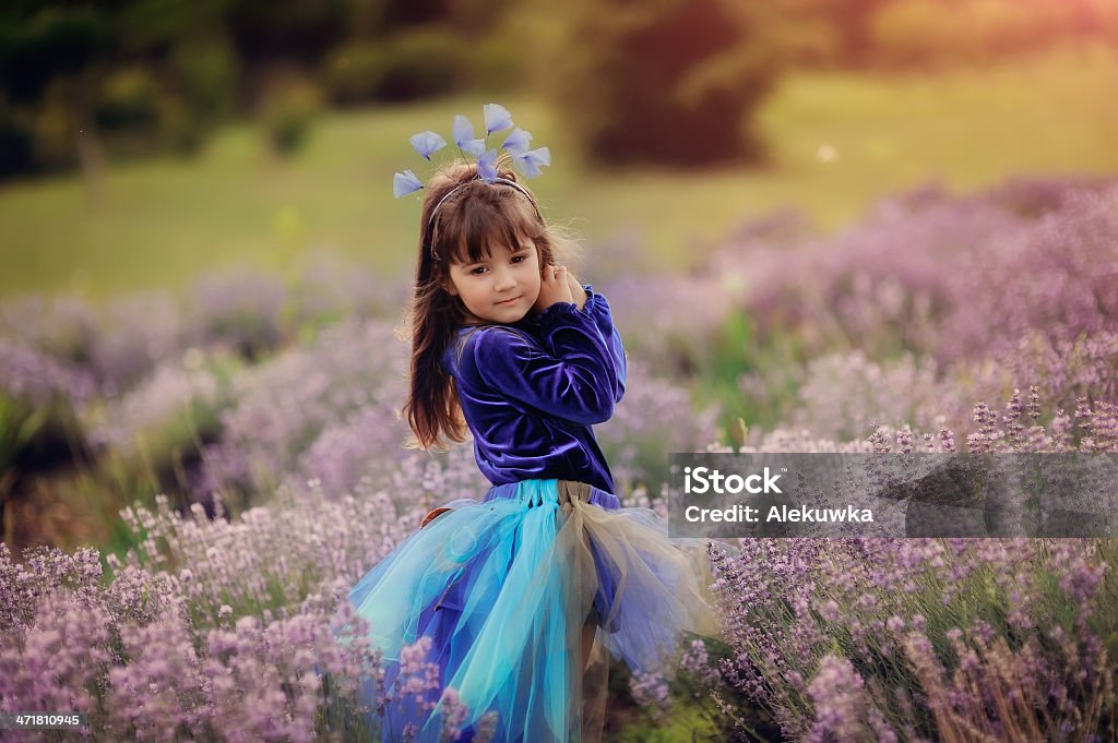 Campo di lavanda - Foto stock royalty-free di Ambientazione esterna