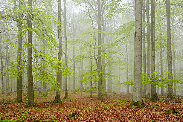 la forêt de hêtres brumeux arbre au début du printemps - beech tree wilderness area forest log photos et images de collection