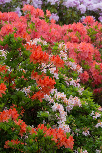 éclosion d'une fleur coloré de rhododendron-xxxl - ornamental garden vibrant color illuminated air photos et images de collection