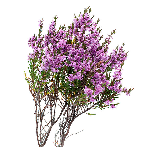 Common Heather (Calluna vulgaris) on White Background A sprig of Common Heather or Ling ( heather stock pictures, royalty-free photos & images