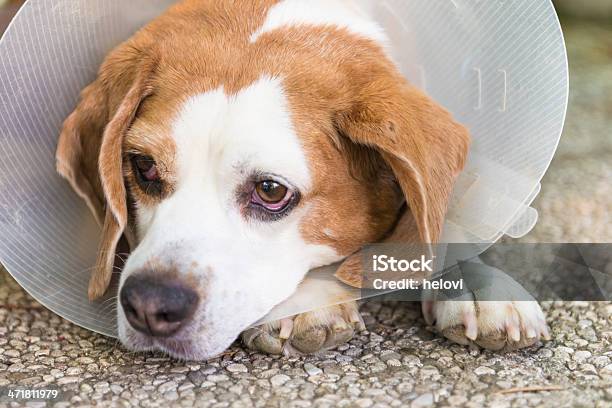 Perro Beagle Con Collarín Foto de stock y más banco de imágenes de Enfermedad - Enfermedad, Perro, Aire libre
