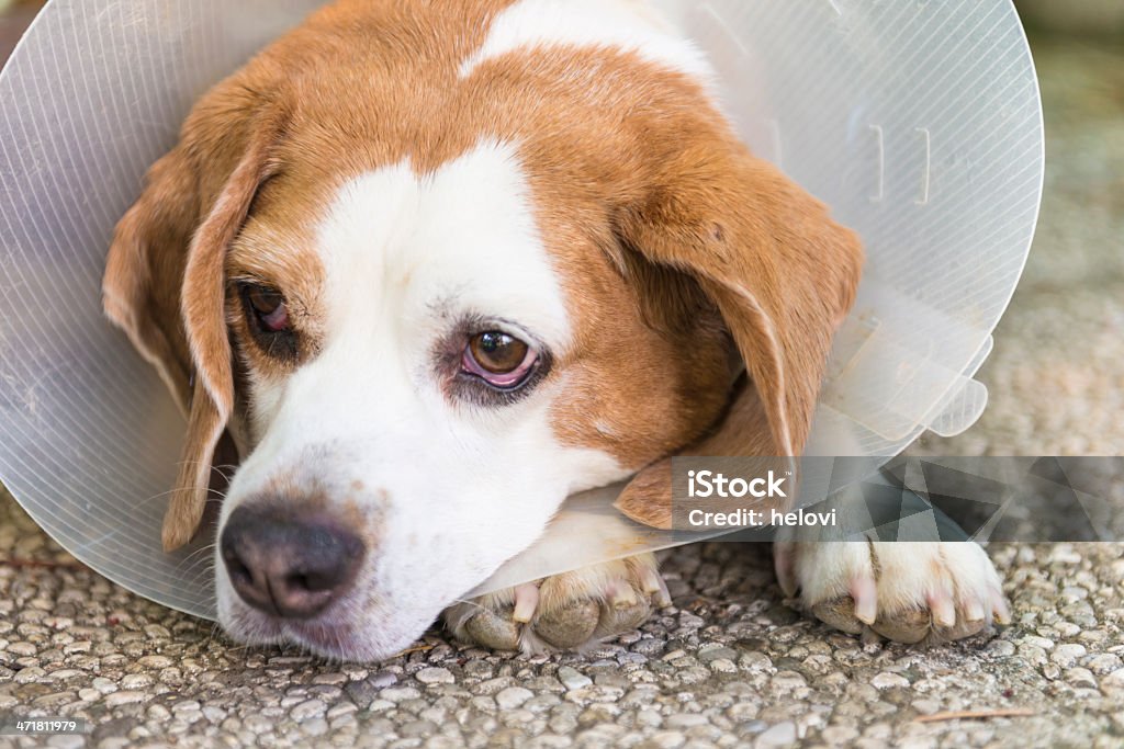 Chien Beagle avec un col de protection - Photo de Chien libre de droits
