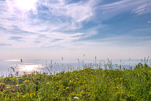 istock Blossoming grasses in front of ocean 471812021
