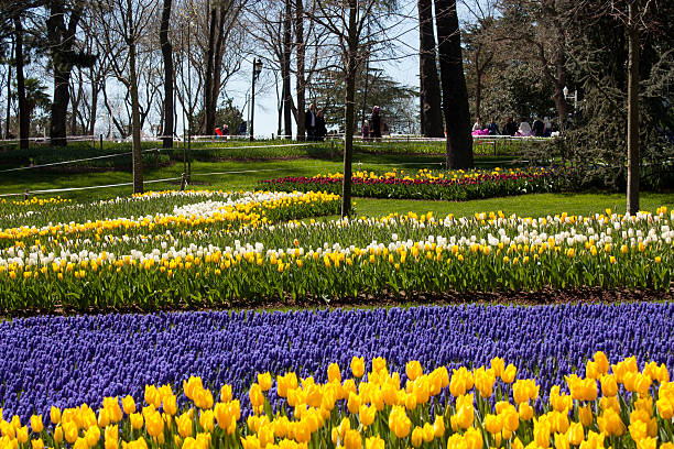 istock Tulip garden in Emirgan park, Istanbul 471812098