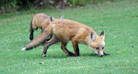 2006 Red Fox on the prowl.
