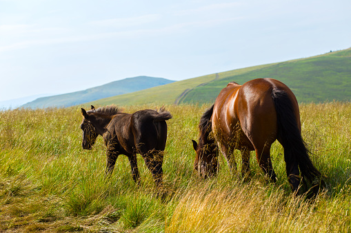 horse with foal on meadow
