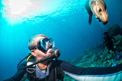 Fotógrafo submarinista viene león marino familia bajo el agua photo