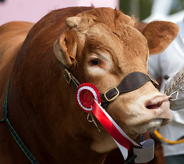istock First Place Limousin Bull at an Agricultural Show 471812471