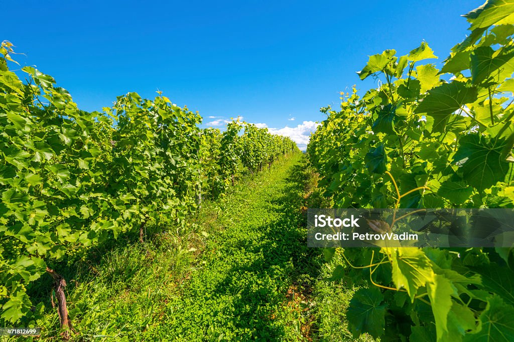 Wunderschöne Reihen Weintrauben - Lizenzfrei Agrarbetrieb Stock-Foto