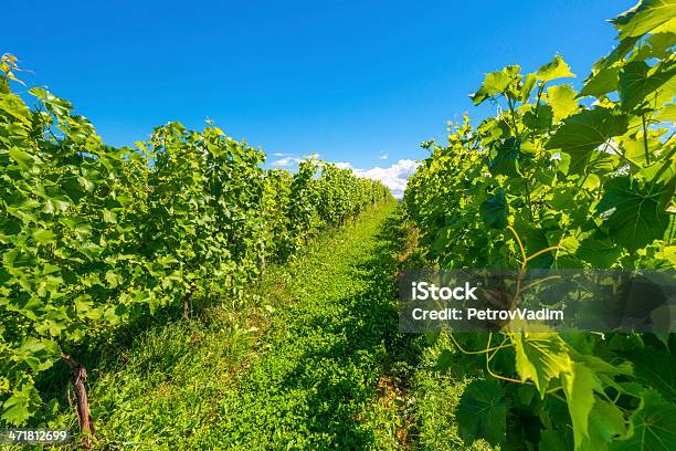 Hermoso Filas De Uvas Foto de stock y más banco de imágenes de Agricultura - Agricultura, Aire libre, Alimento