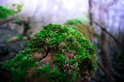 Old tree bark in a wild, mystic and magic forest covered in vivid green moss.