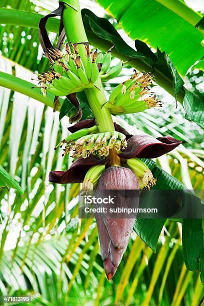 花のバナナの木 - クローズアップのストックフォトや画像を多数ご用意 - クローズアップ, タイ王国, バナナ