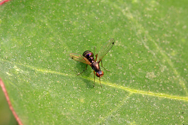 istock flies insects on the leaves 471813425