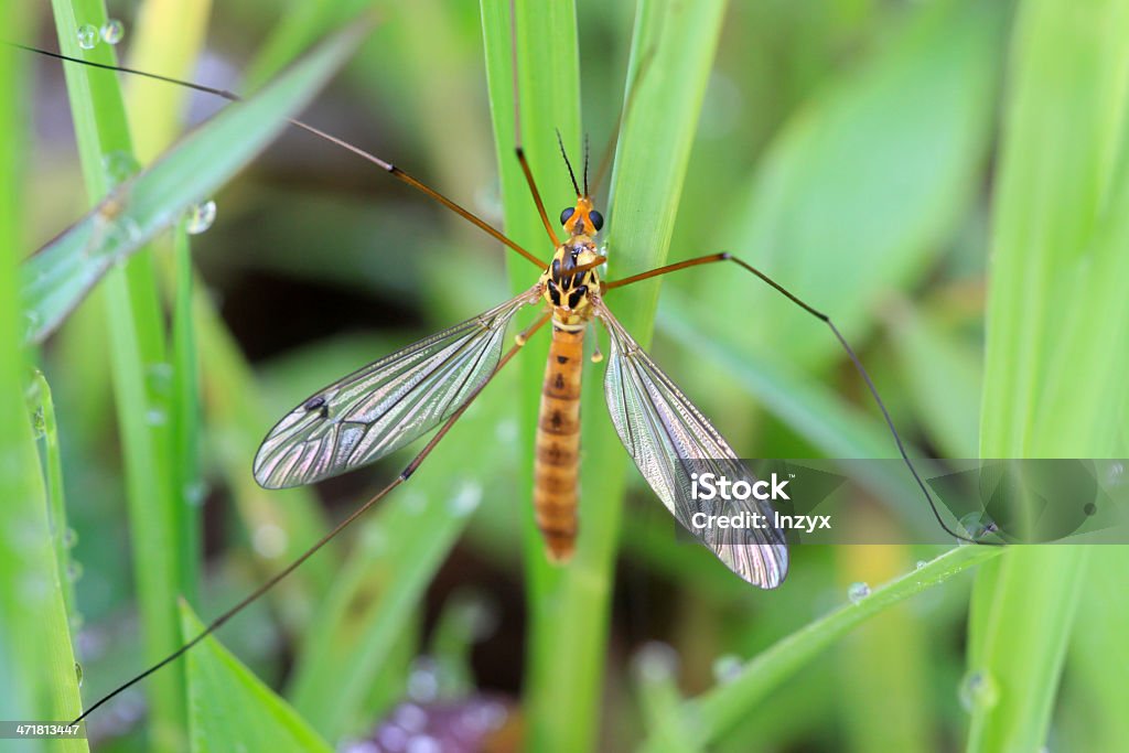 diptera grandi Culicidae insetti in the grass - Foto stock royalty-free di Affari finanza e industria