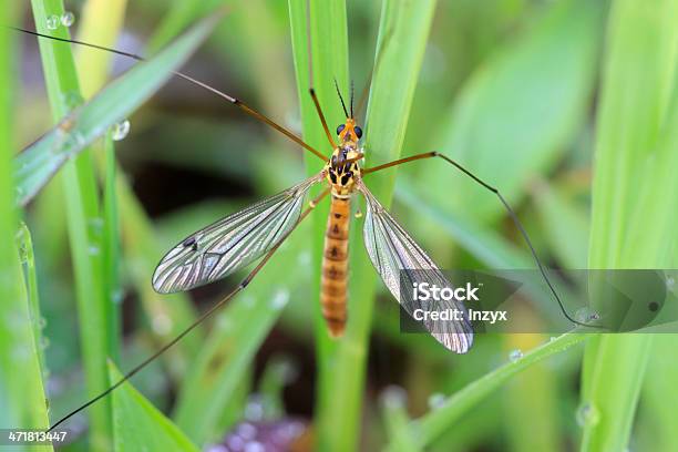 Diptera Grandi Culicidae Insetti In The Grass - Fotografie stock e altre immagini di Affari finanza e industria - Affari finanza e industria, Agricoltura, Ala di animale