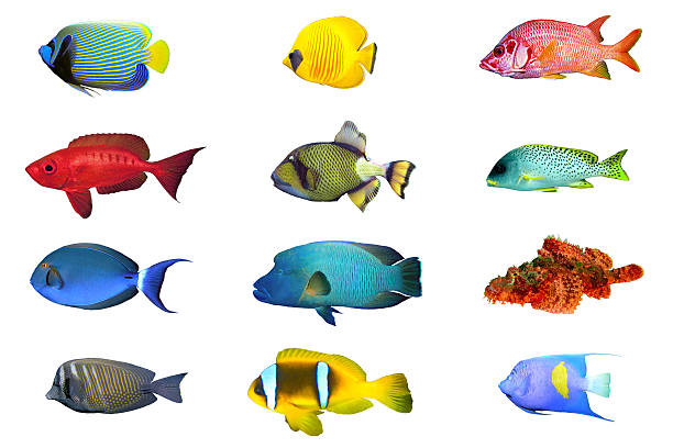 Fish index spacies Fish species -  index of red sea fish isolated on white angelfish photos stock pictures, royalty-free photos & images