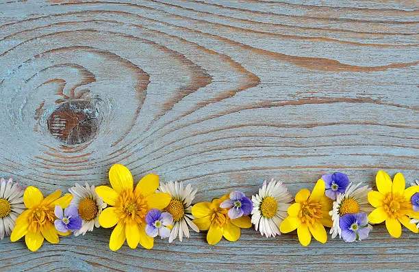 Blue  grey old knotted wooden background with daisies and buttercups fieldflowers in row with empty space