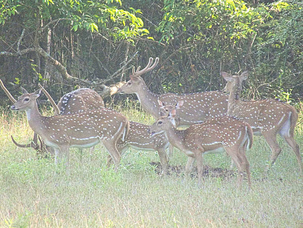 istock Herd of Ceylon Spotted Deer (Axis axis ceylonensis) 471813888