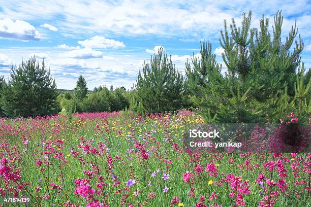 Paisagem De Verão - Fotografias de stock e mais imagens de Ajardinado - Ajardinado, Ao Ar Livre, Azul