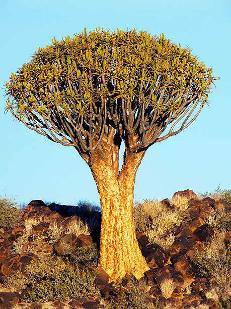 istock Quiver Tree on a Rocky Hill, outside Keetmanshoop, Namibia 471814230