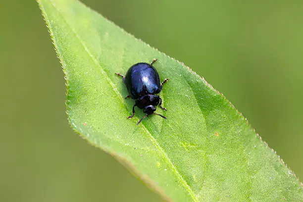 a purple leaf-beetle on the leaf, taken photos in the natural wild state, Luannan County, Hebei Province, China.