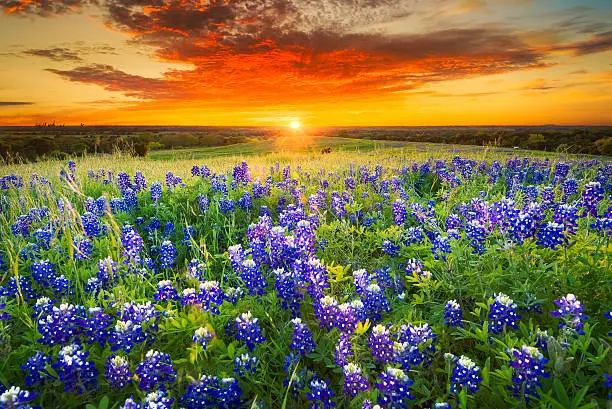 Texas pasture filled with bluebonnets at sunset