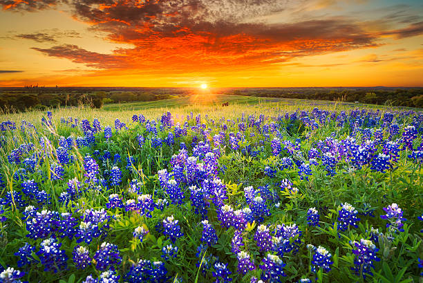 pôr do sol sobre o açúcar ridge road, ennis, tx - texas imagens e fotografias de stock