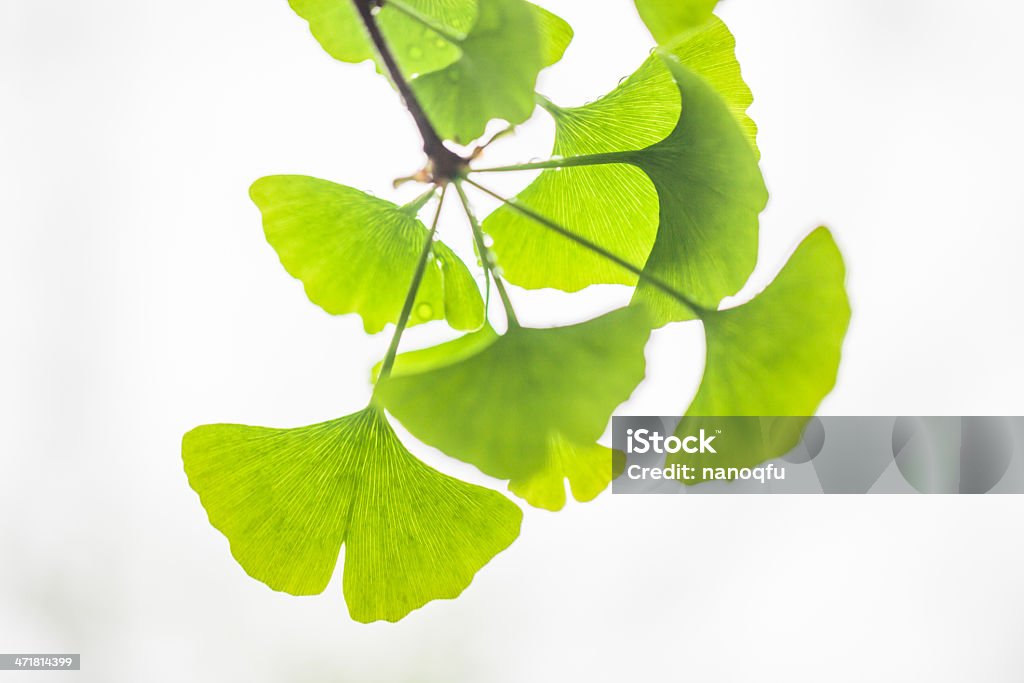 イチョウの葉 - イチョウの木のロイヤリティフリーストックフォト