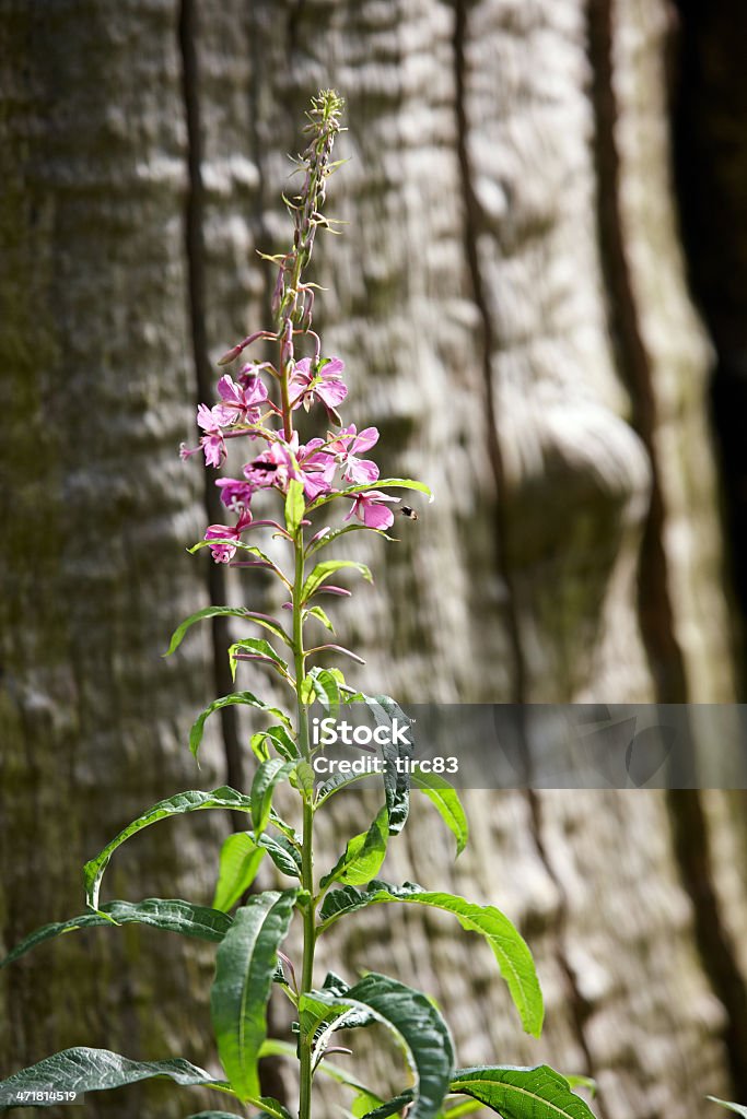 Rosa e viola fiori selvatici in primo piano - Foto stock royalty-free di Albero