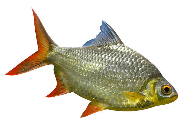 istock marine aquarium fish isolated 471814577
