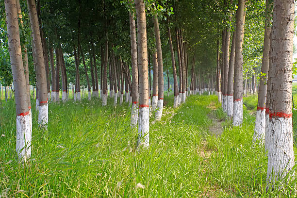 poplar in ein kinderzimmer garten - planting tree poplar tree forest stock-fotos und bilder