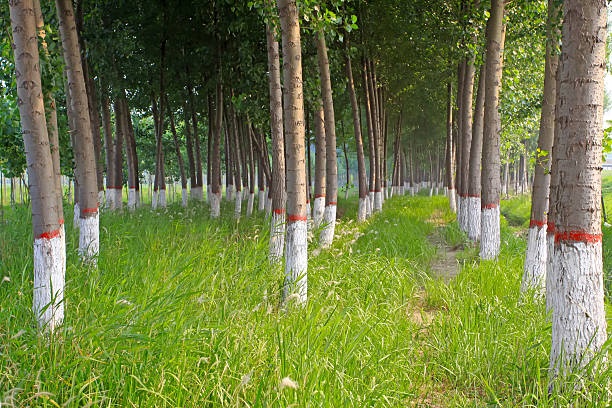 choupo em um jardim de ninar - planting tree poplar tree forest imagens e fotografias de stock