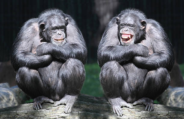 dos chimpanzees. - simio fotografías e imágenes de stock