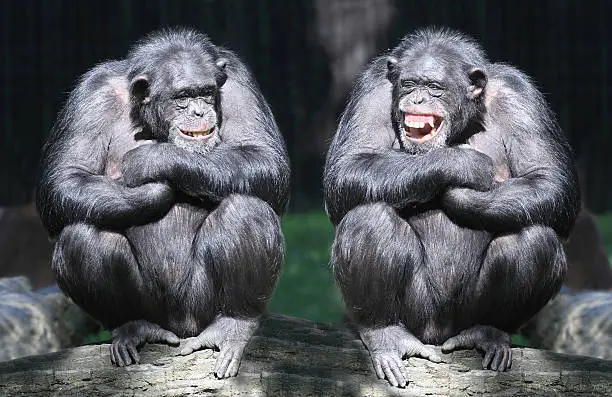 Photo of Two smiling chimpanzees sitting on a tree with arms crossed