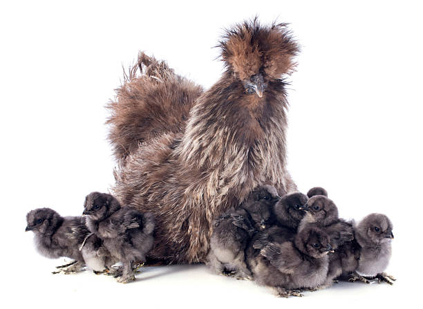 hatching A small bantam silkie and her chicks on a white background bantam stock pictures, royalty-free photos & images