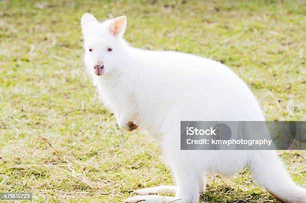 Albino Neuguineisches Buschkänguru Stockfoto und mehr Bilder von Albino - Albino, Australien, Australisches Buschland